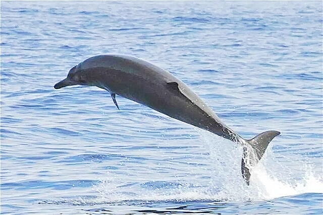 Sowerby's beaked whale.jpg