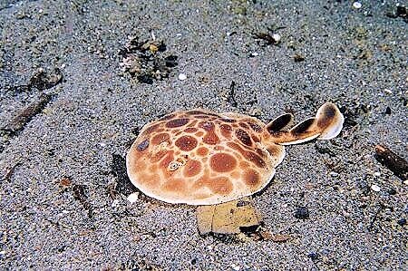 Blackspotted numbfish.jpg
