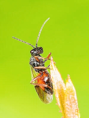 Rose gall wasp.jpg
