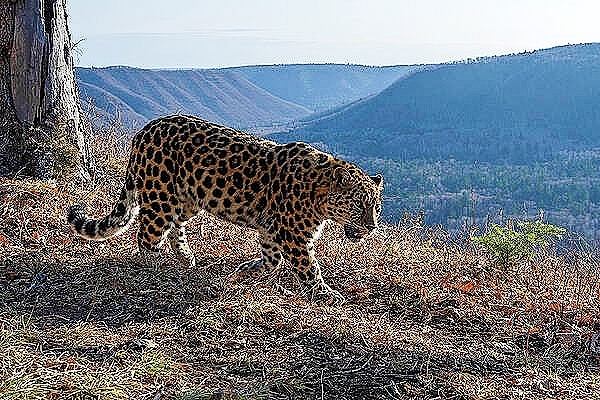 Leopard.jpg