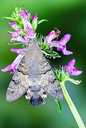 Hummingbird hawk-moth.jpg