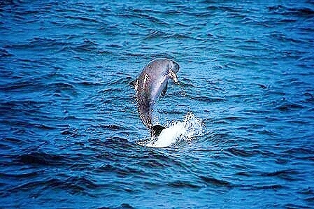 Dwarf sperm whale.jpg