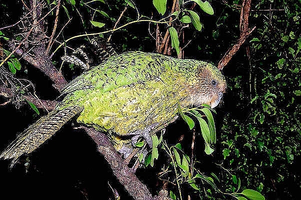 Kakapo.jpg