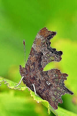 Comma butterfly.jpg