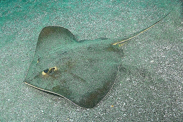 Red stingray.jpg