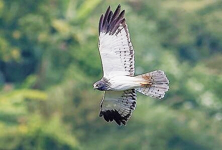 Réunion harrier.jpg