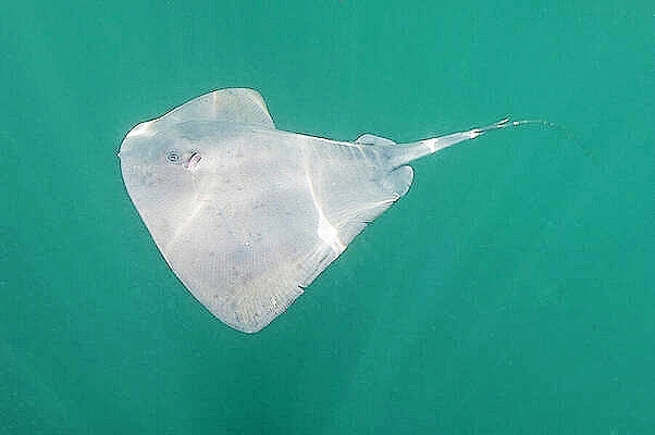 Pelagic stingray.jpg