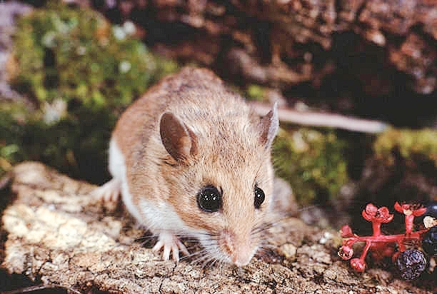 White-footed mouse.jpg