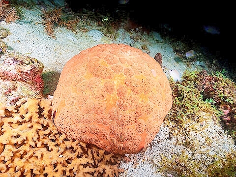 Cushion star.jpg