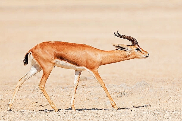 Mountain gazelle.jpg