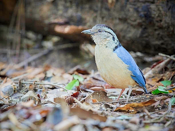 Giant pitta.jpg