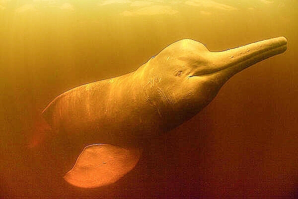 Amazon dolphin.jpg