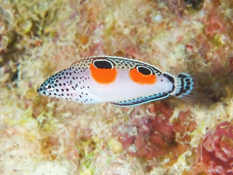 Twinspot wrasse.jpg