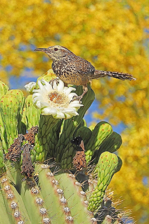 Cactus wren.jpg