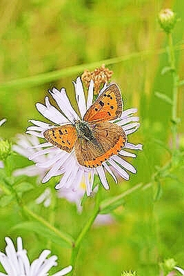 Small copper butterfly.jpg