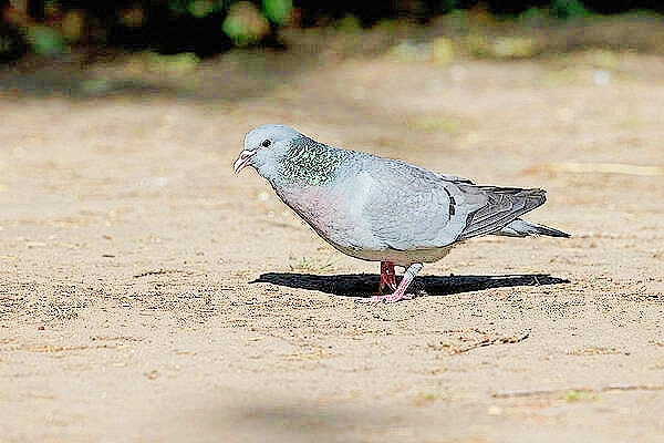 Stock dove.jpg