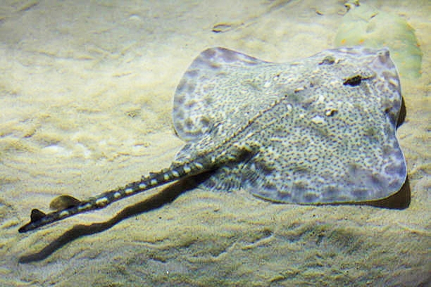 Spotted ray.jpg