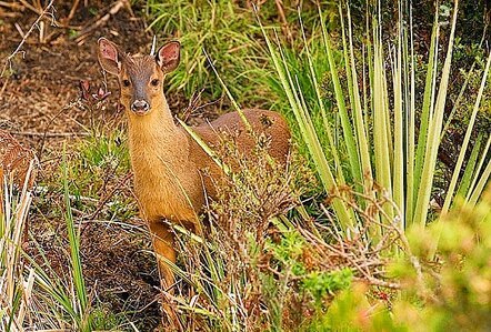 Little red brocket.jpg