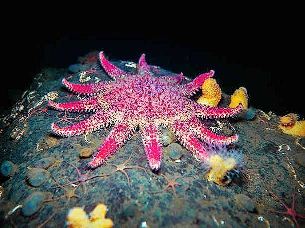 Common sunstar.jpg