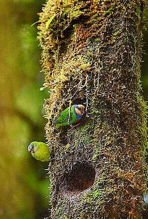 Red-breasted pygmy parrots.jpg