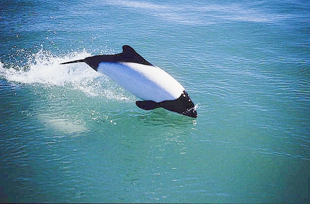 Commerson's dolphin.jpg