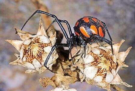 European black widow.jpg