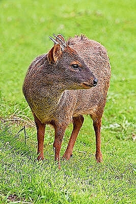 Southern pudu.jpg