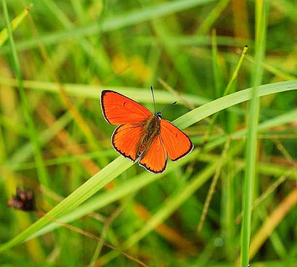 Large copper butterfly.jpg