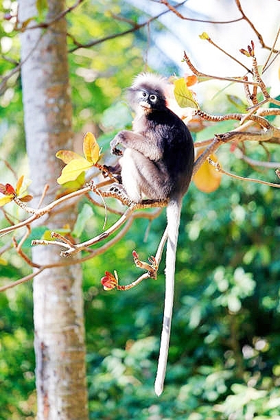 Spectacled leaf monkey.jpg
