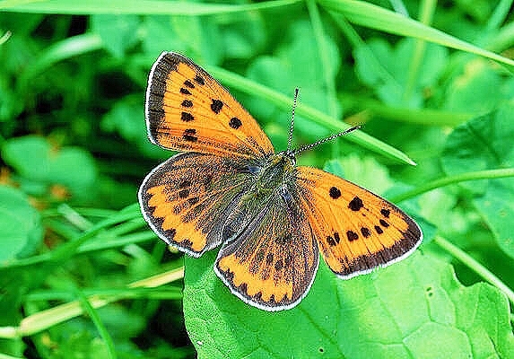 Large copper butterfly.jpg