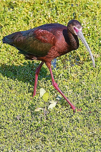 White-faced ibis.jpg