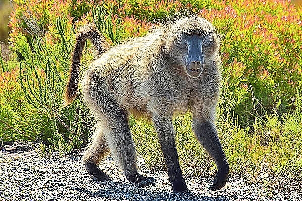 Chacma baboon.jpg