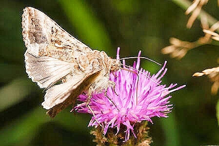 Silver Y moth.jpg