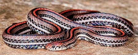 Banded Malayan coral snake.jpg