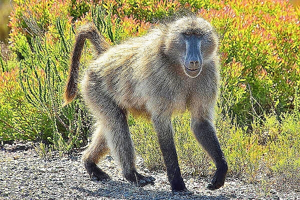 Chacma baboon.jpg