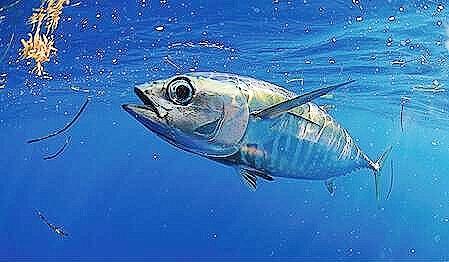 Blackfin tuna.jpg