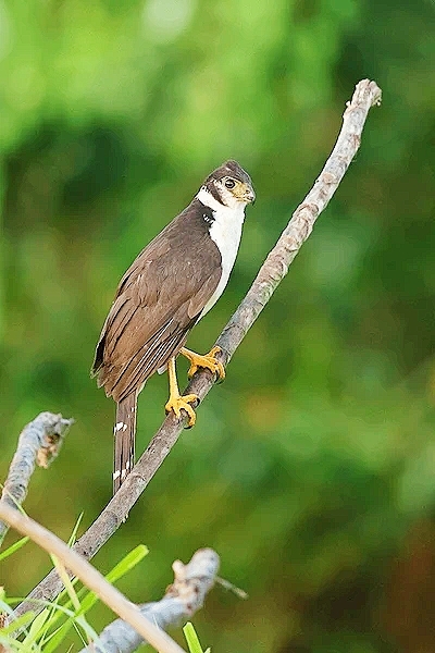 Collared forest falcon.jpg