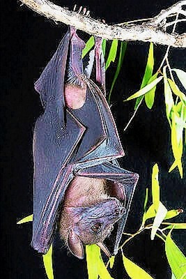 Bare-backed fruit bat.jpg