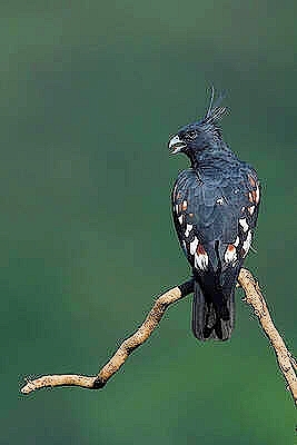 Black baza.jpg