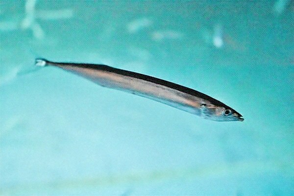 Pacific saury.jpg