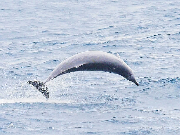 True's beaked whale.jpg
