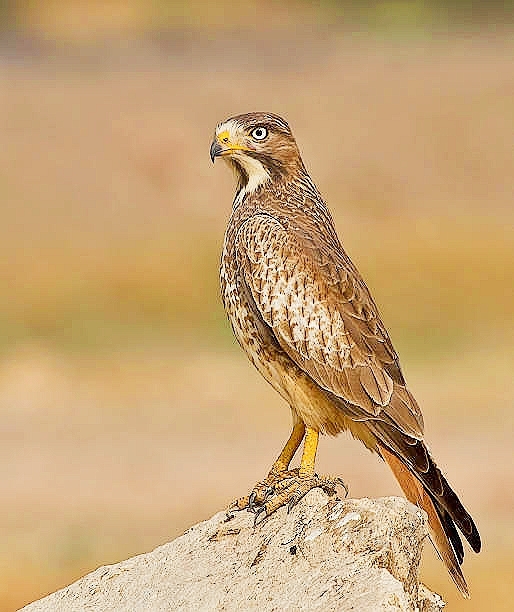 White-eyed buzzard.jpg