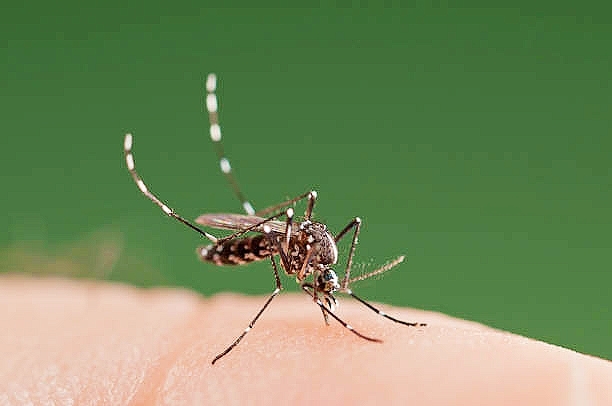 Asian tiger mosquito.jpg