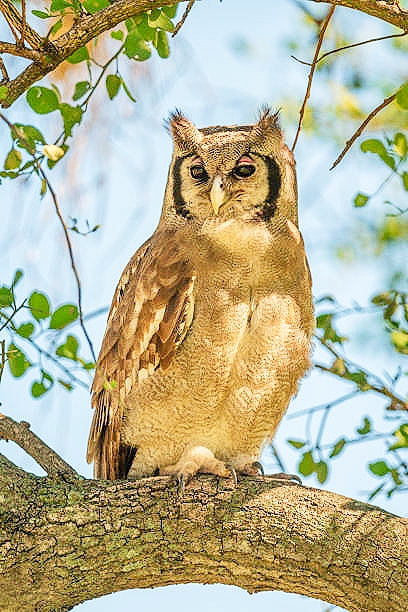 Verreaux's eagle owl.jpg