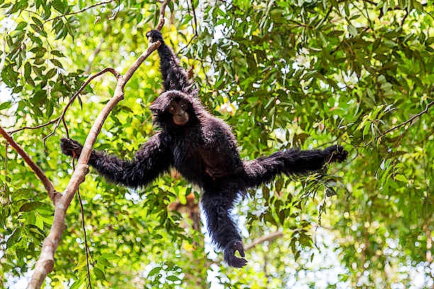 Siamang.jpg