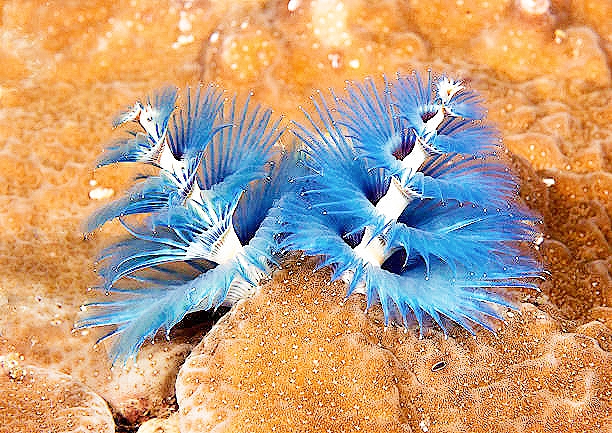 Christmas tree worm.jpg