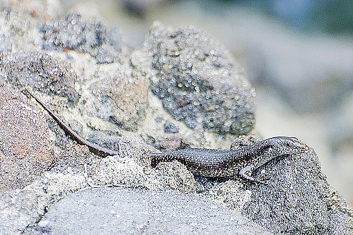 Mangrove skink.jpg
