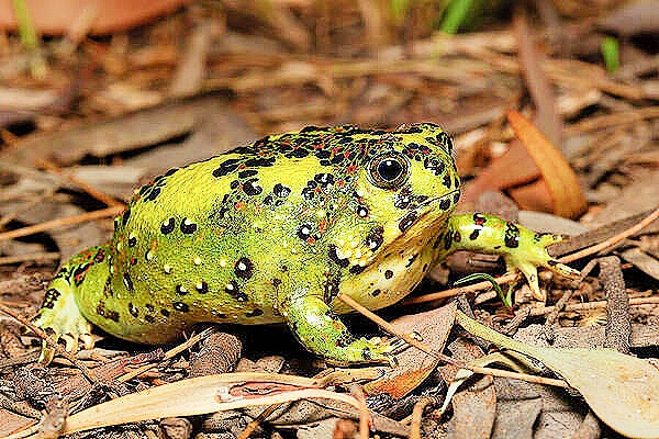 Crucifix toad.jpg