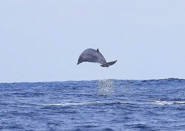 Ginkgo-toothed beaked whale.jpg
