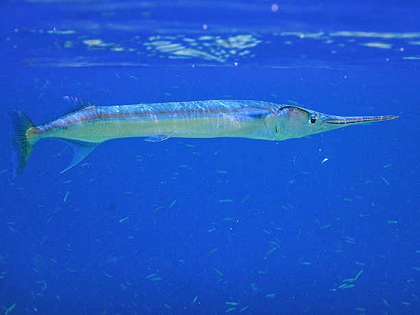 Houndfish.jpg